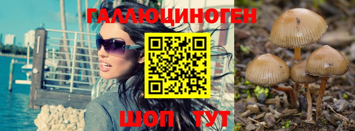 Галлюциногенные грибы Psilocybe Кимры